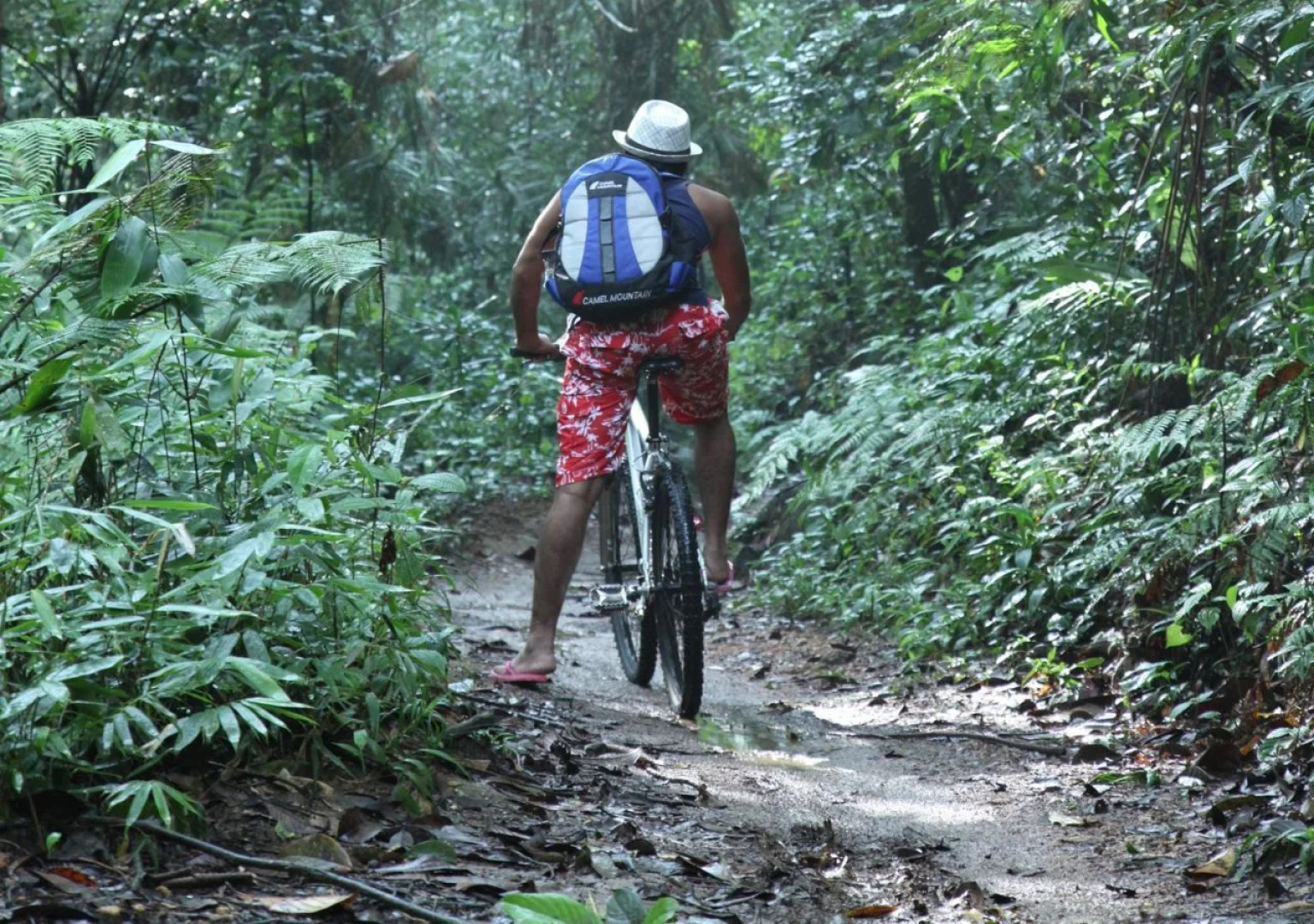 Sinharaja Forest Edge