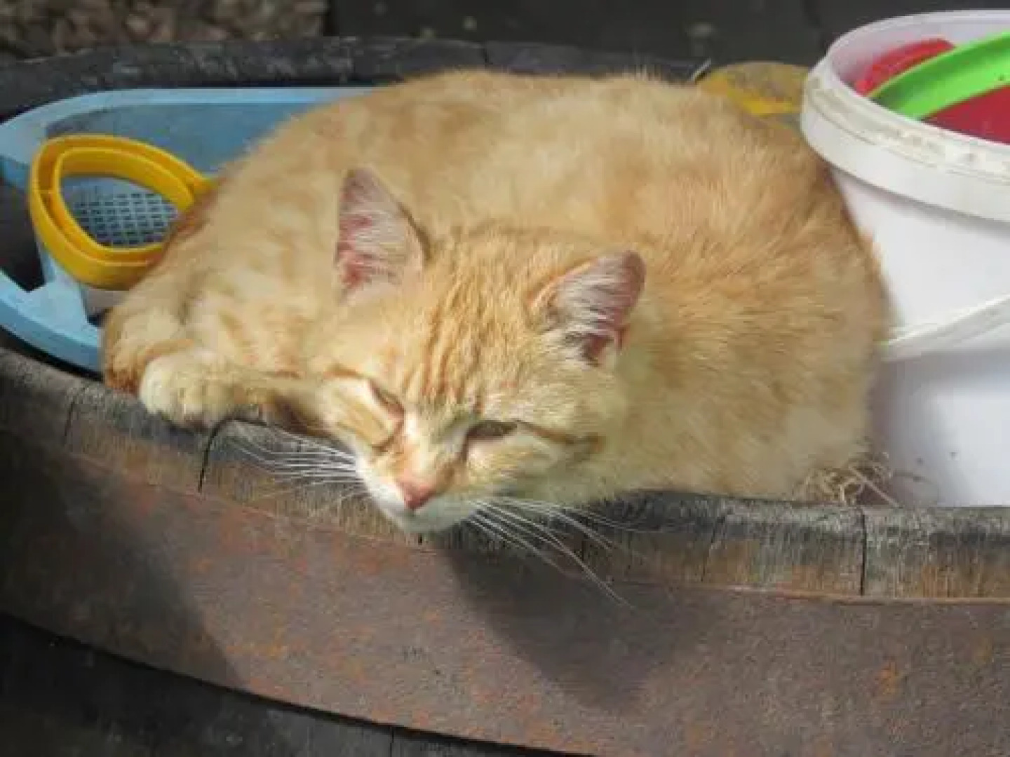 Ferienhof Breitenbaumer