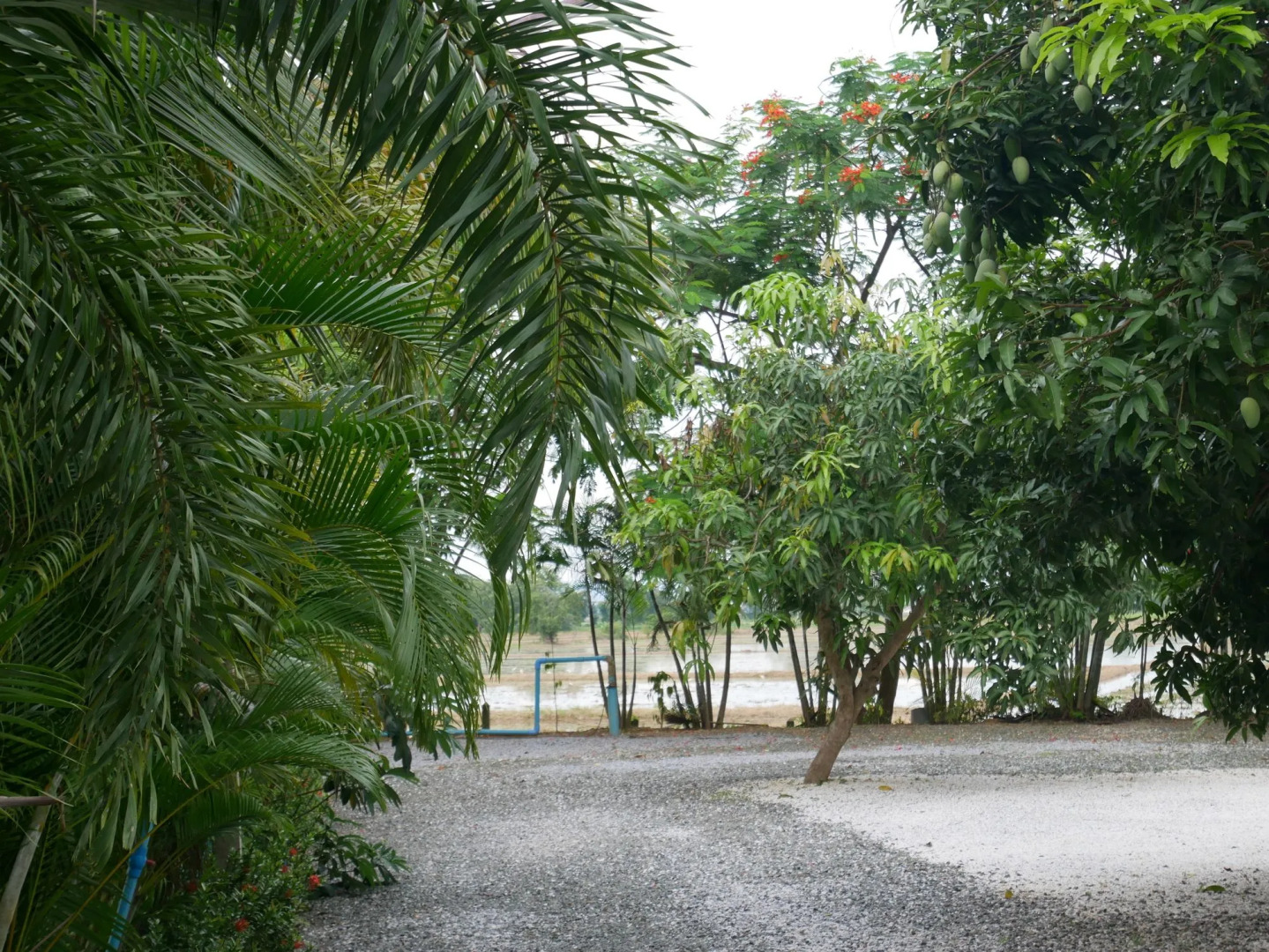 Baan Suan Palm Resort