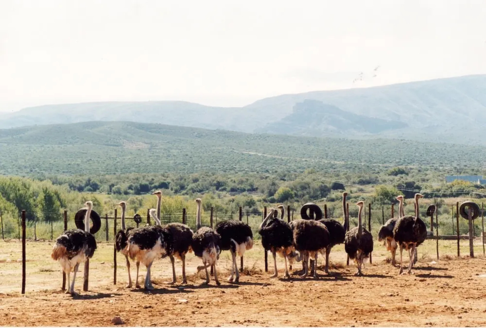 Rietfontein Ostrich Palace