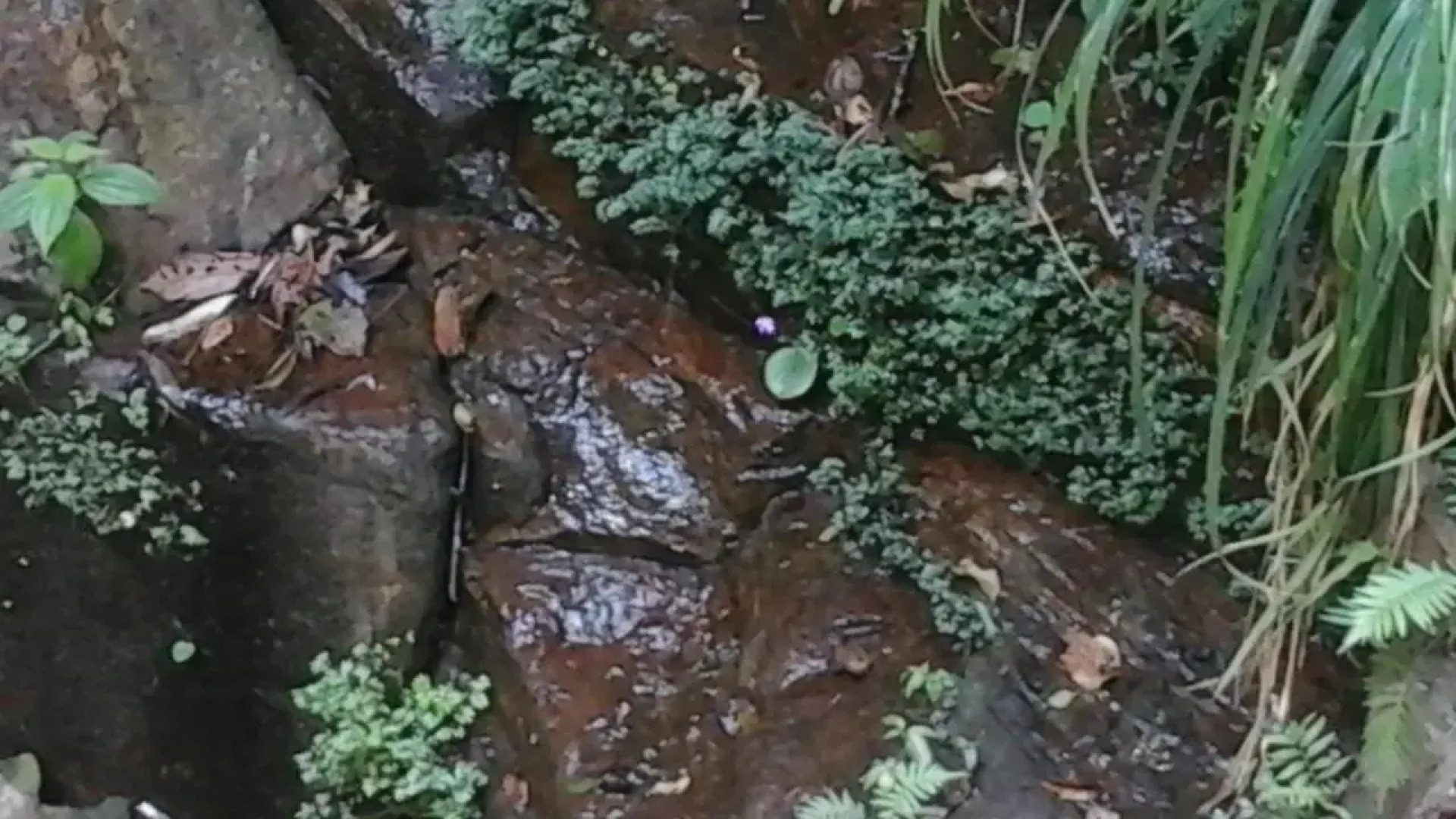 Deniyaya Guest House