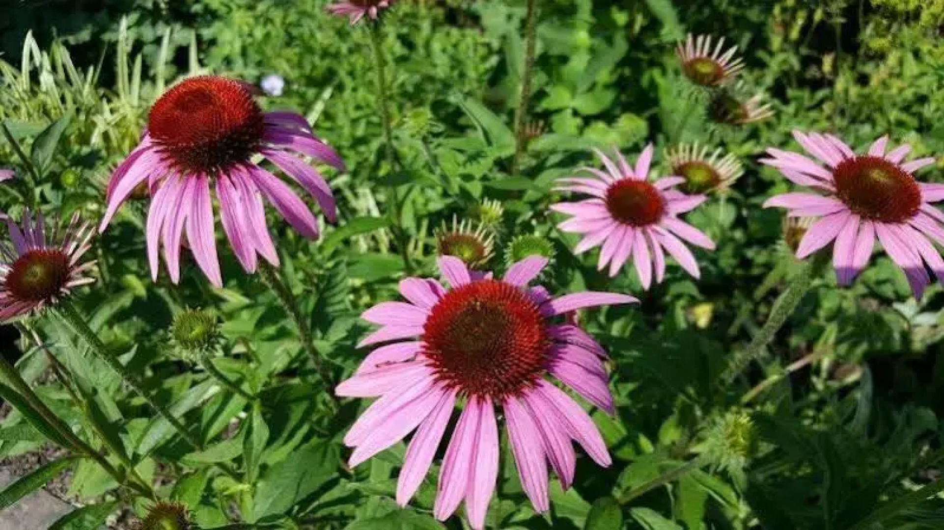 The Inn at Westwynd Farm B&B
