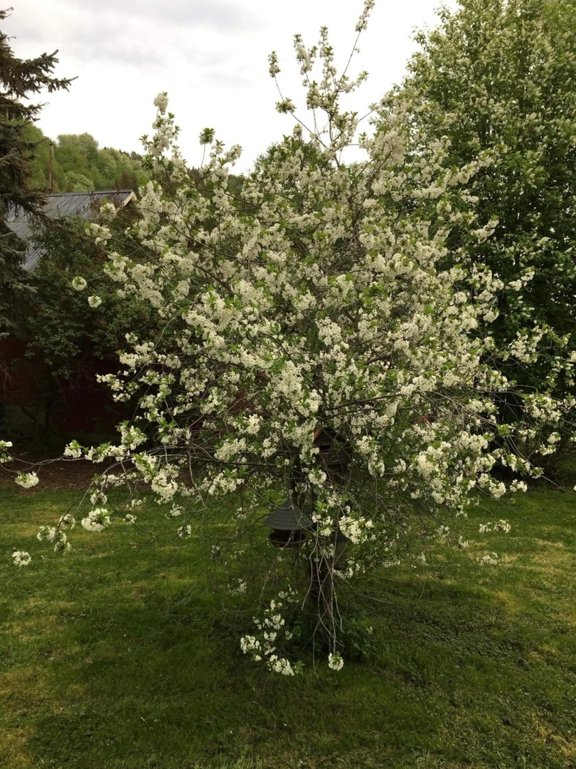 Skjeggestad Gjestehus