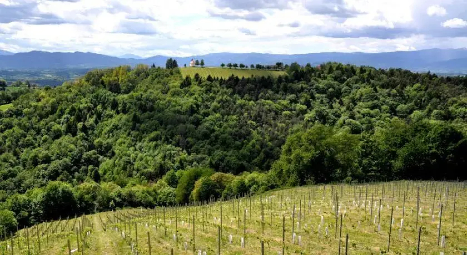 Ferienwohnung Weingut Gerngross
