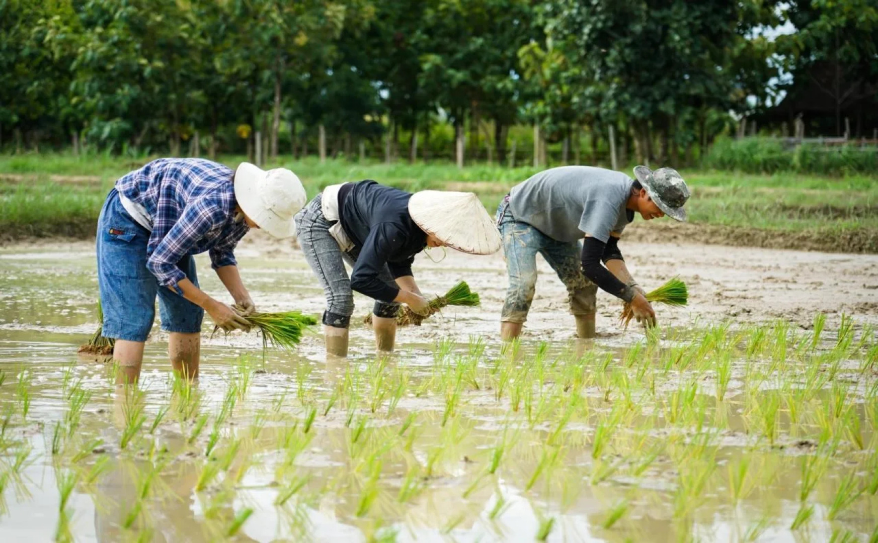 Karina Resort Chiang Mai