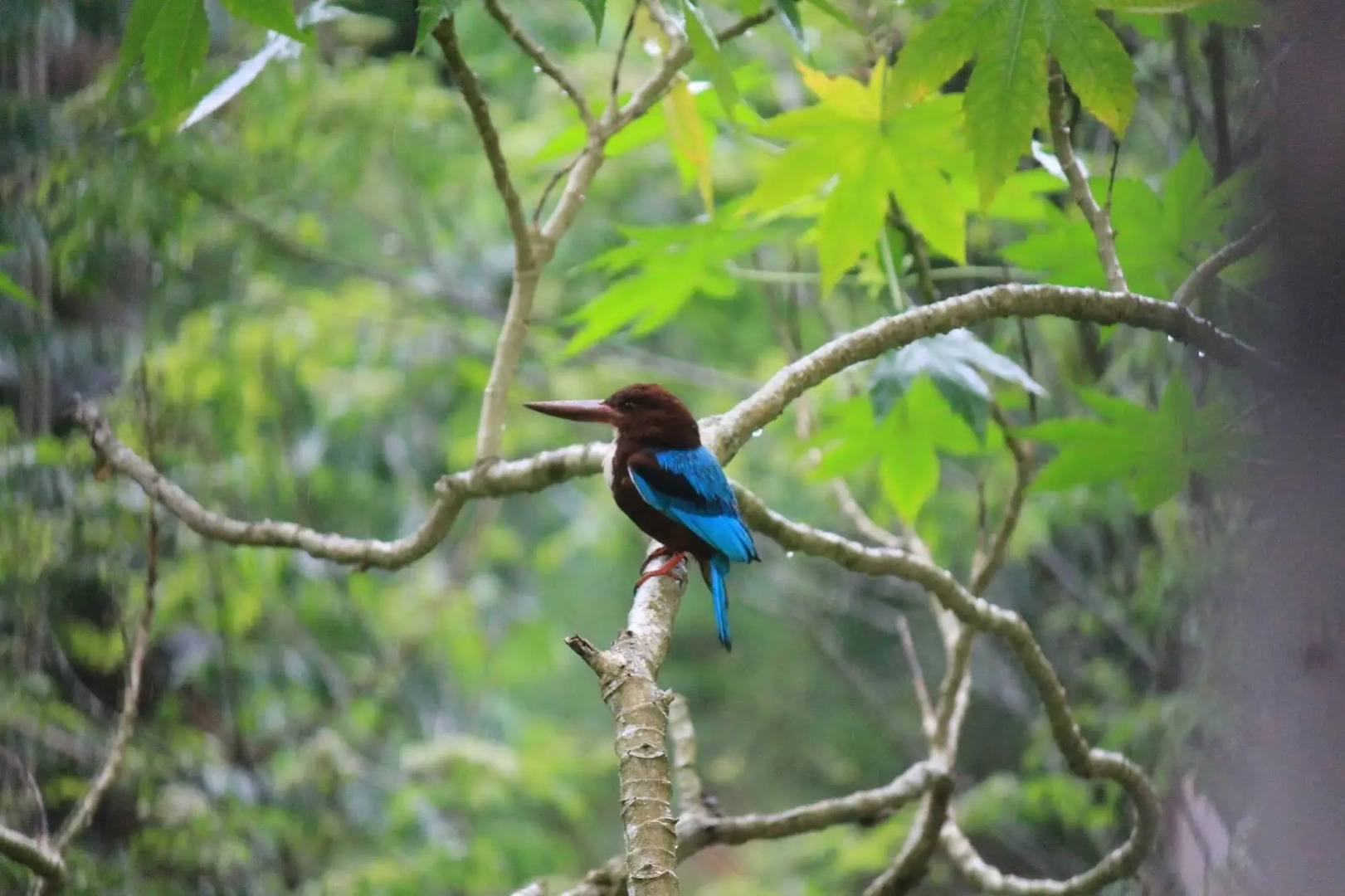 The Country House Chalets