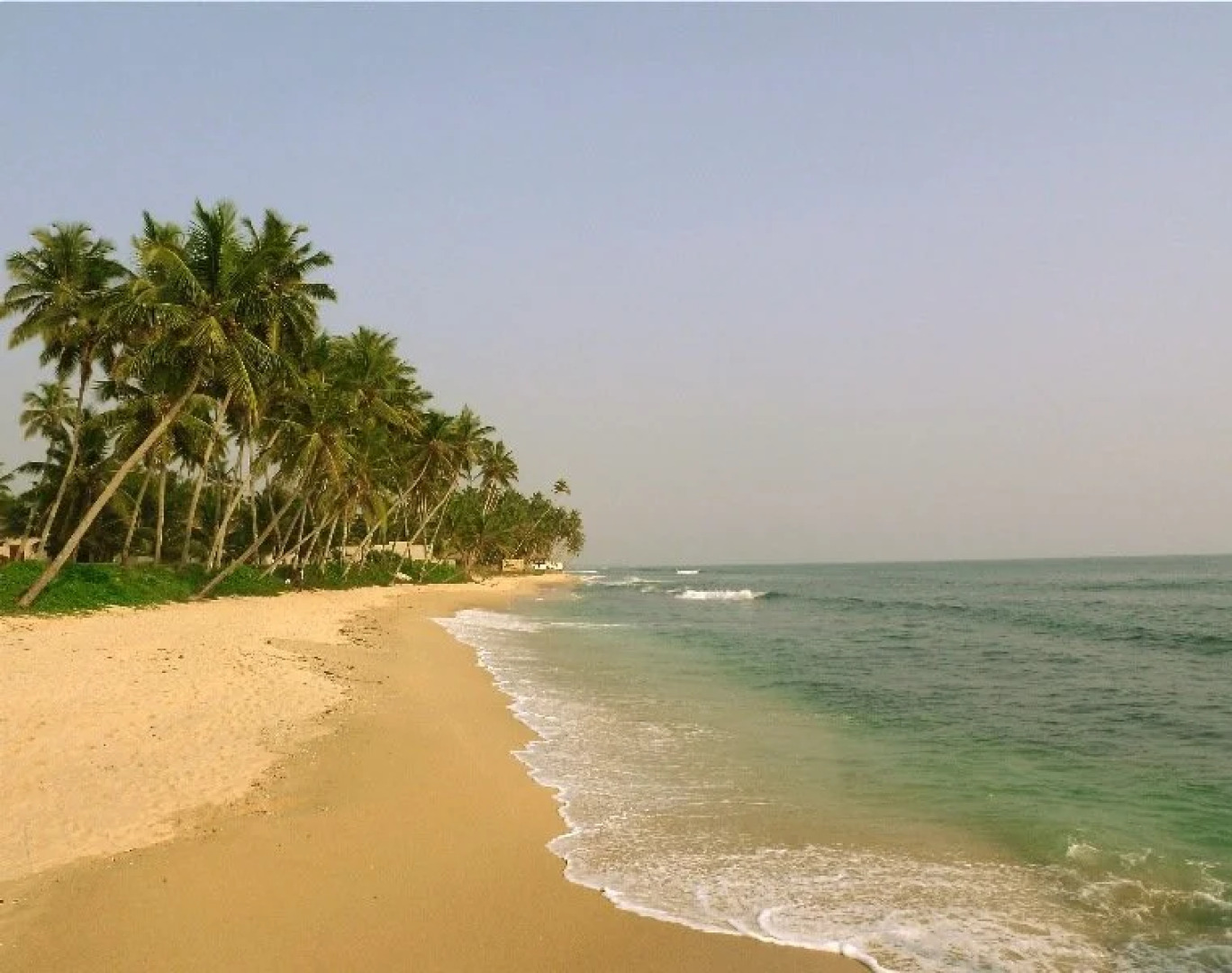 The Frangipani Tree by Edwards Collection