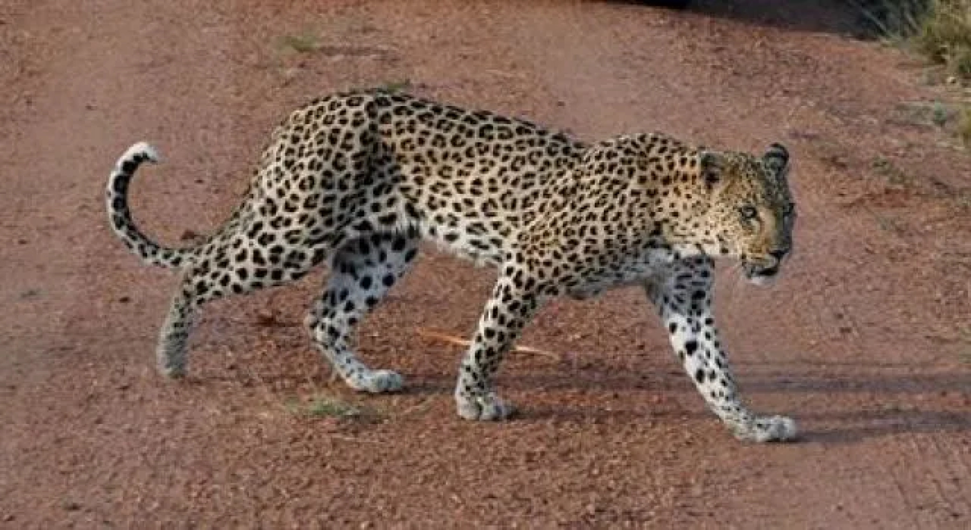 Wild Ivory Eco Lodge - All Inclusive
