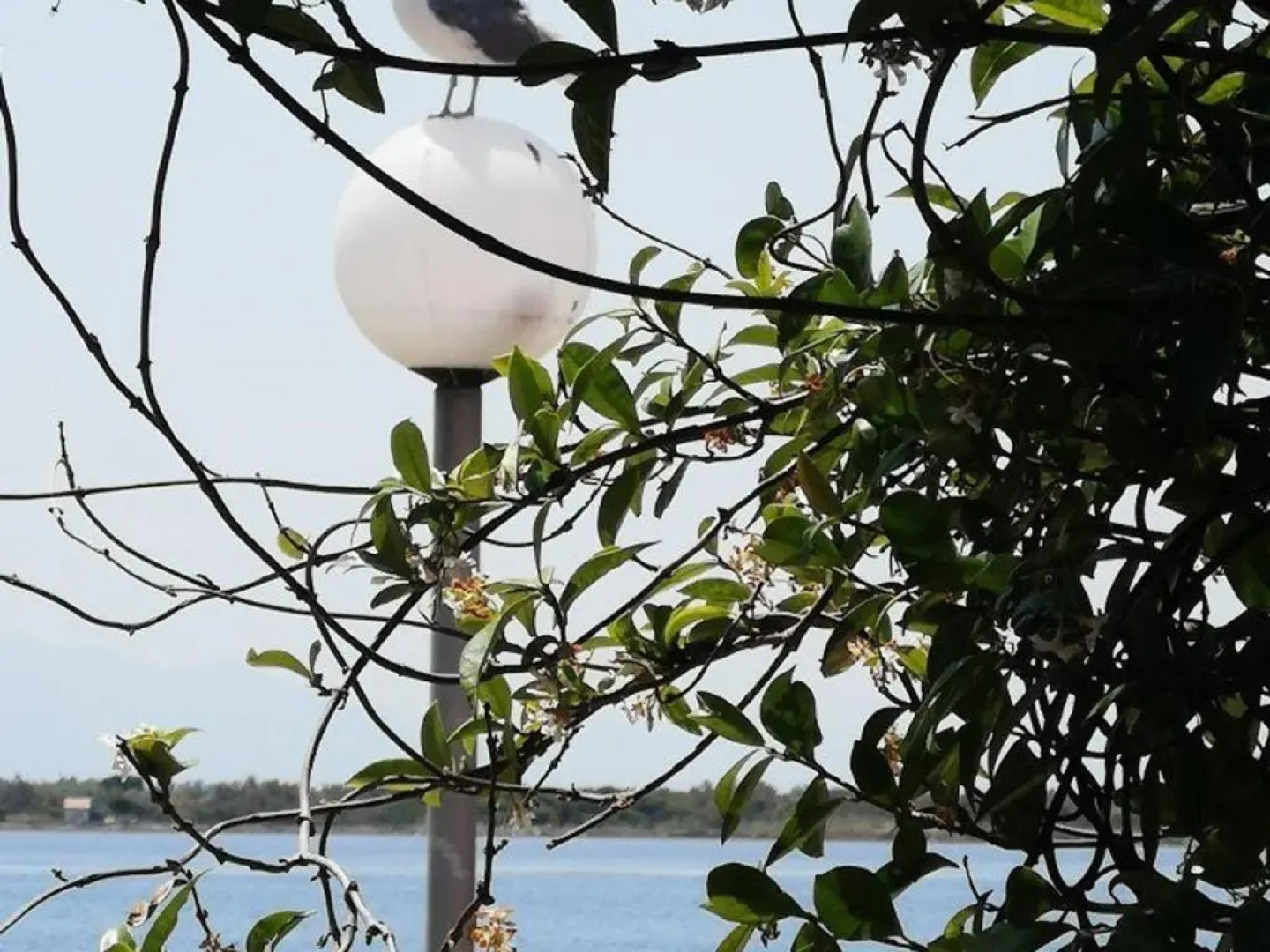 Appartement Port Barcarès, 1 pièce, 4 personnes - FR-1-195-42