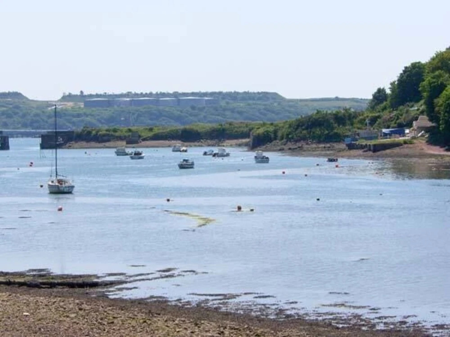 Heron, Milford Haven