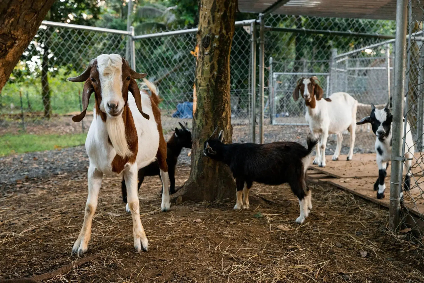 Four Seasons Resort and Residences Puerto Rico