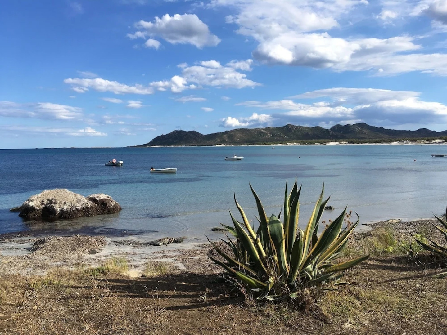 Cavalli di S'Arcaite