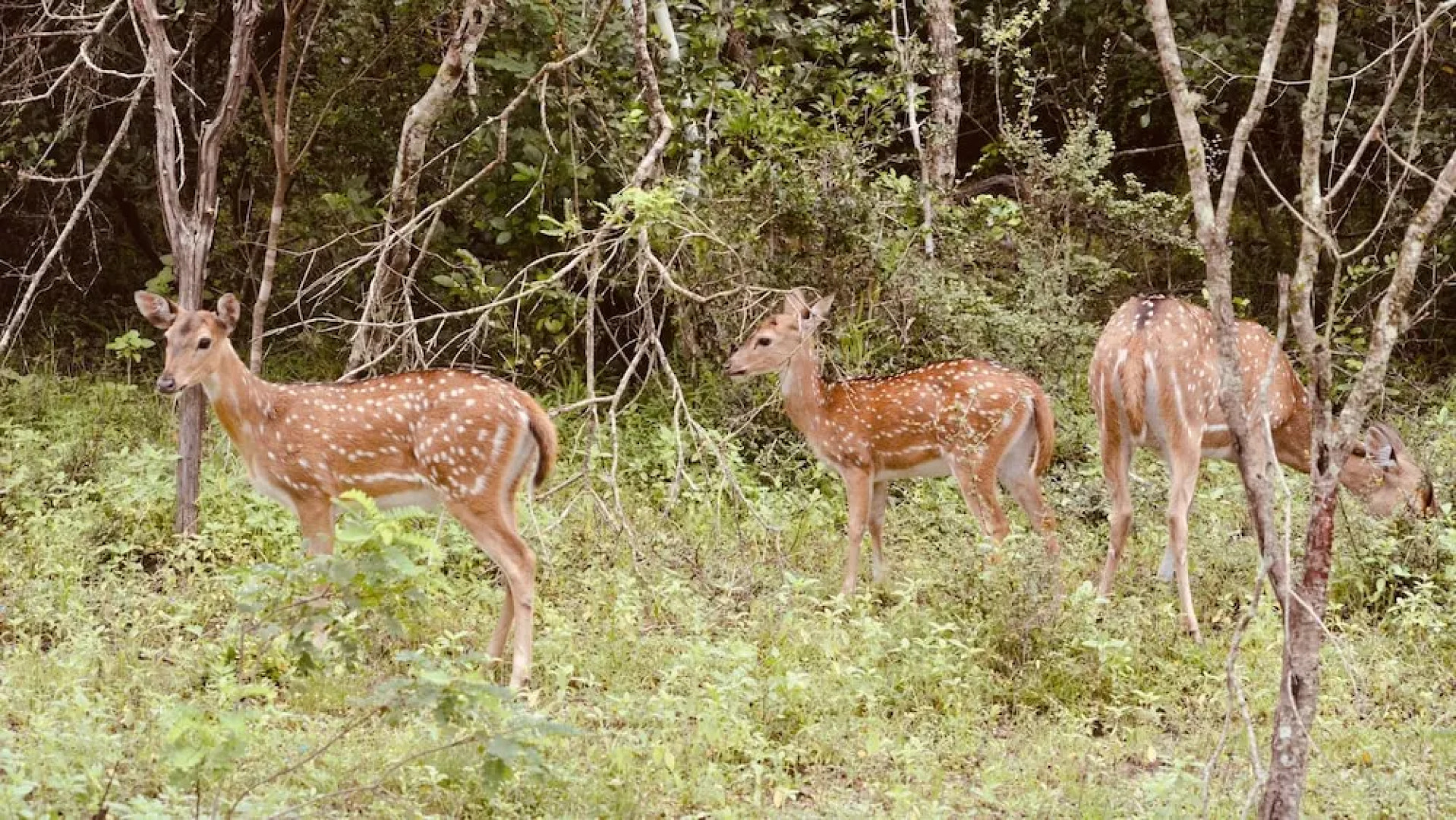 Wind Blend Kite Resort