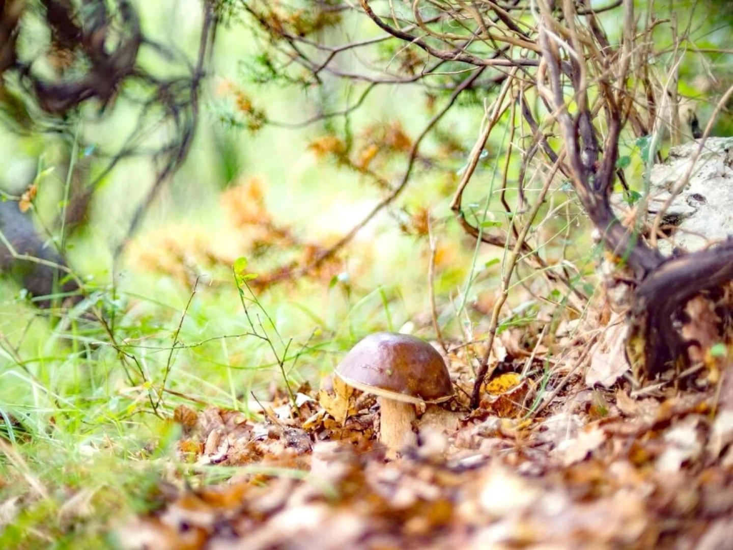 House With 2 Bedrooms in Cingoli, With Wifi