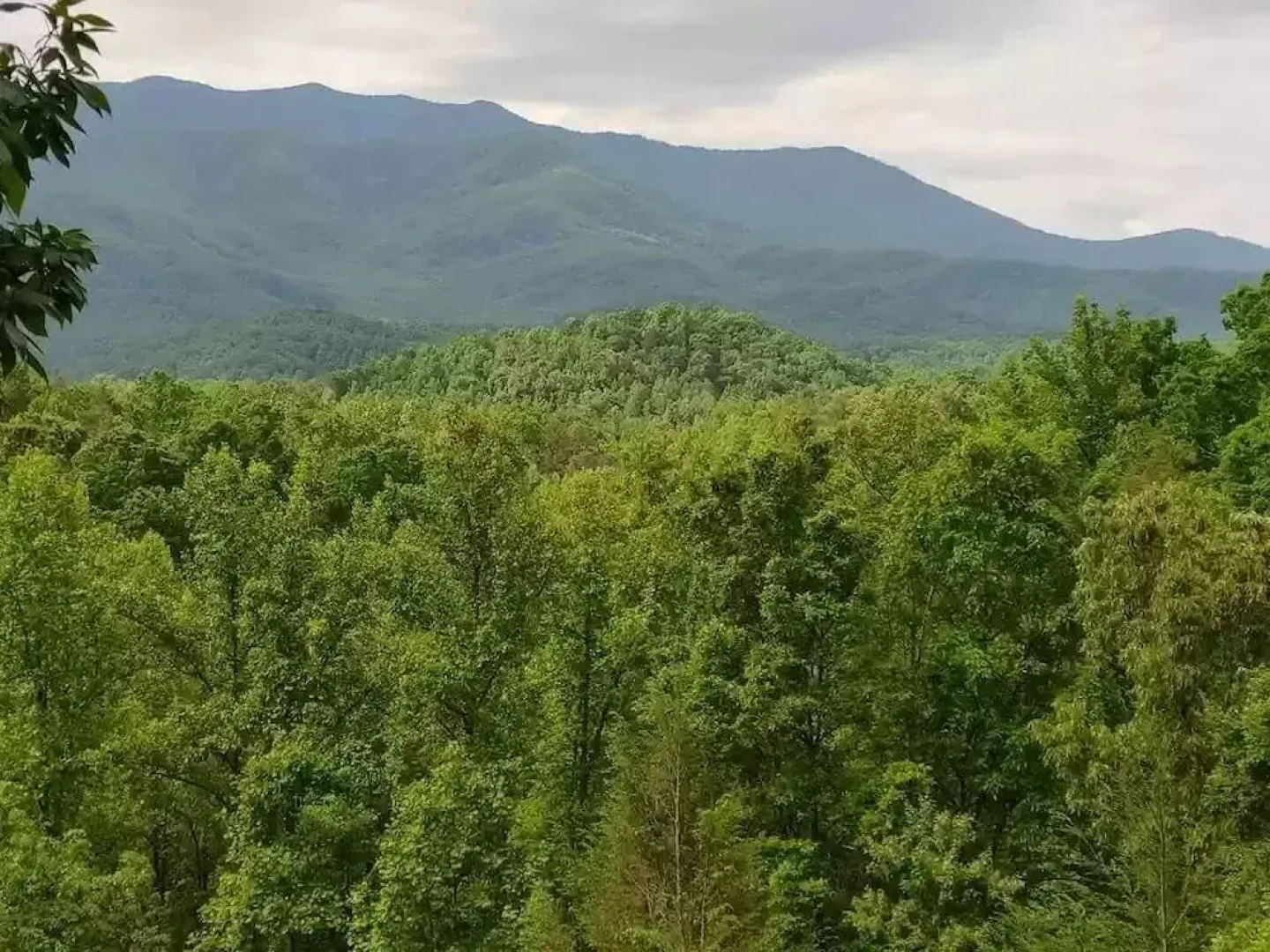 Smoky Mountain Reins #2314