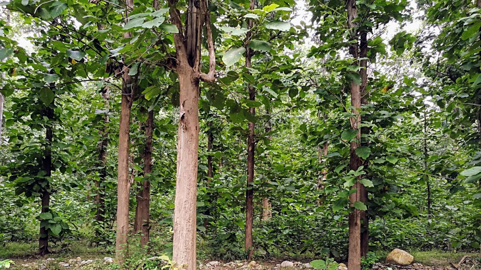 Corbett Panorama Resort