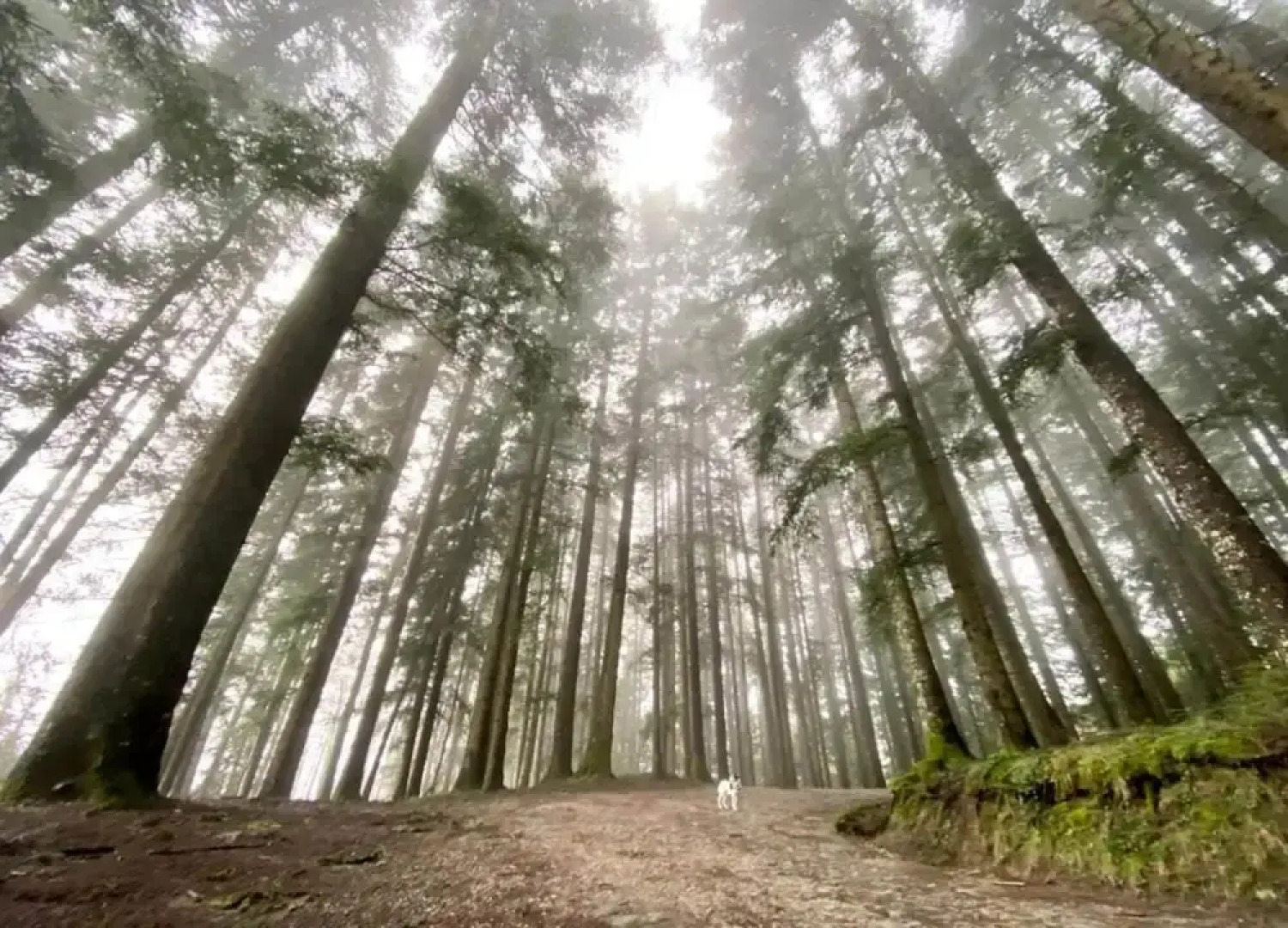 Holiday Home in Ortignano