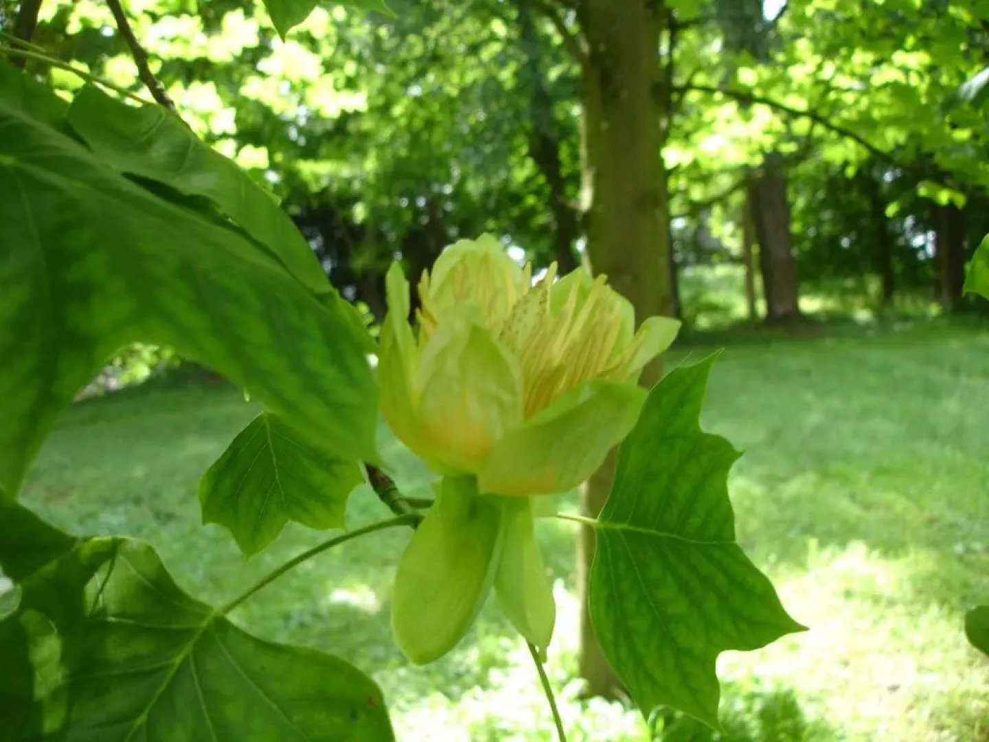 Maison dhôtes Le Château de Puxe