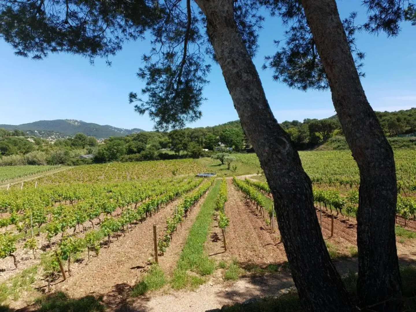 Domaine de la Navicelle - Oiseaux 1