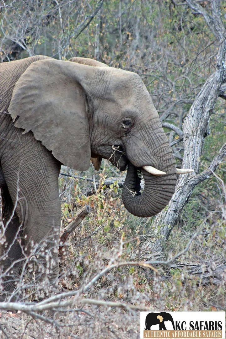 Roamers Rest Safari Lodge