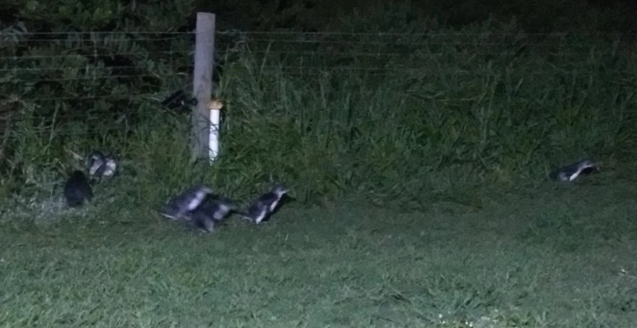 Diamond Island Resort & Penguin viewing