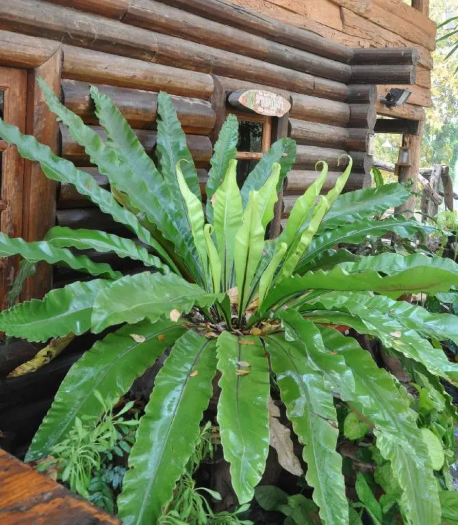 Baanmai Phaipa House