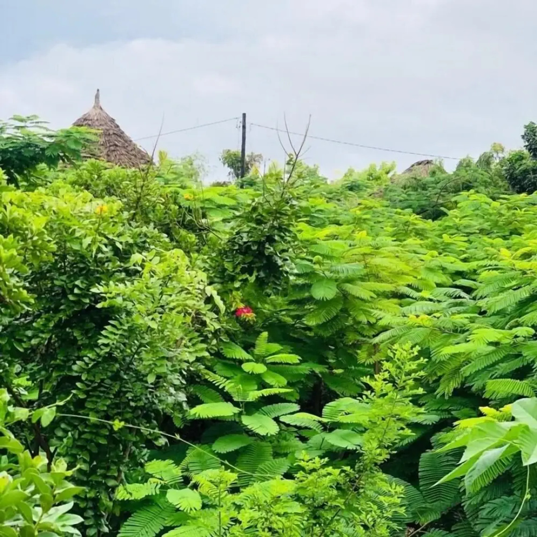 The Dream Garden Bungalow