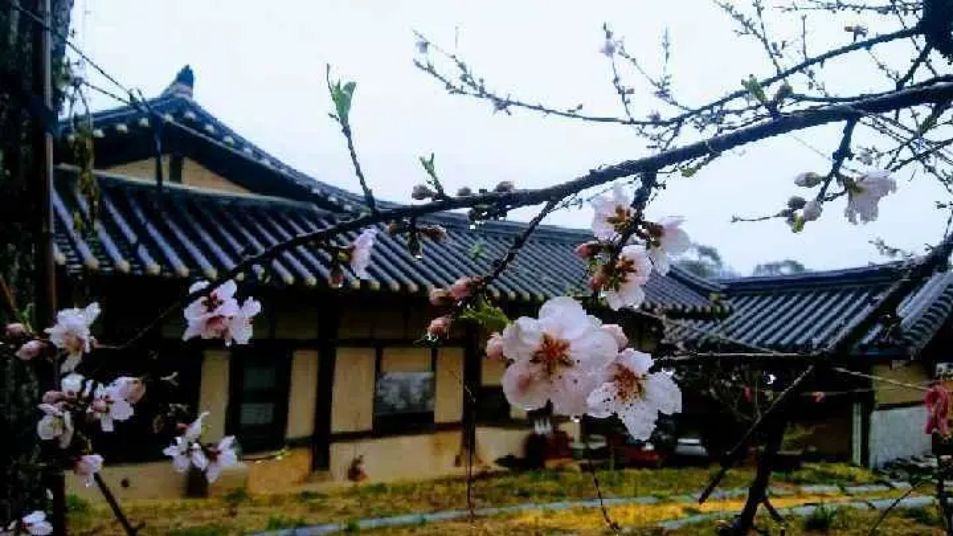 Bonghwa manhoi gotek