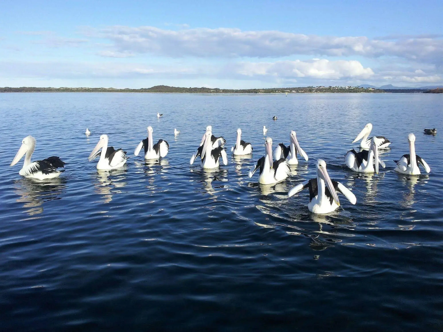 Pelican Point Tasmania