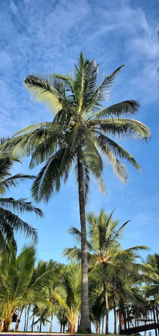 Silver Palm Spa and Resort