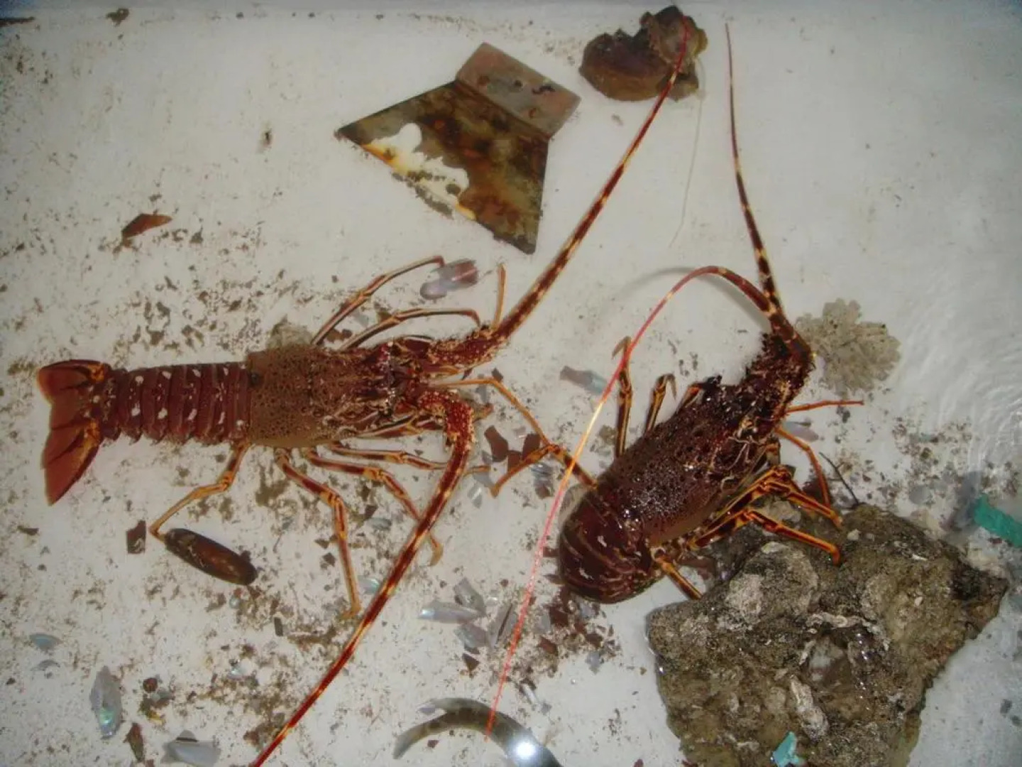 Apartments Grispolis