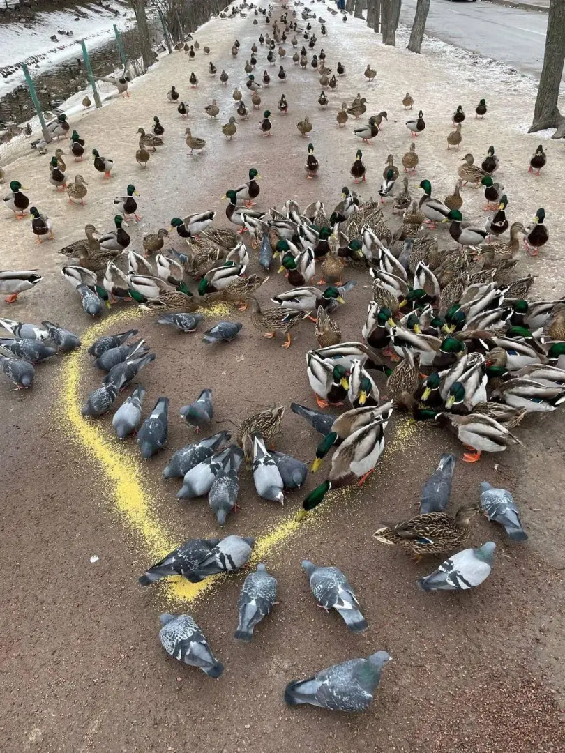 Таунхаус в Петергофе