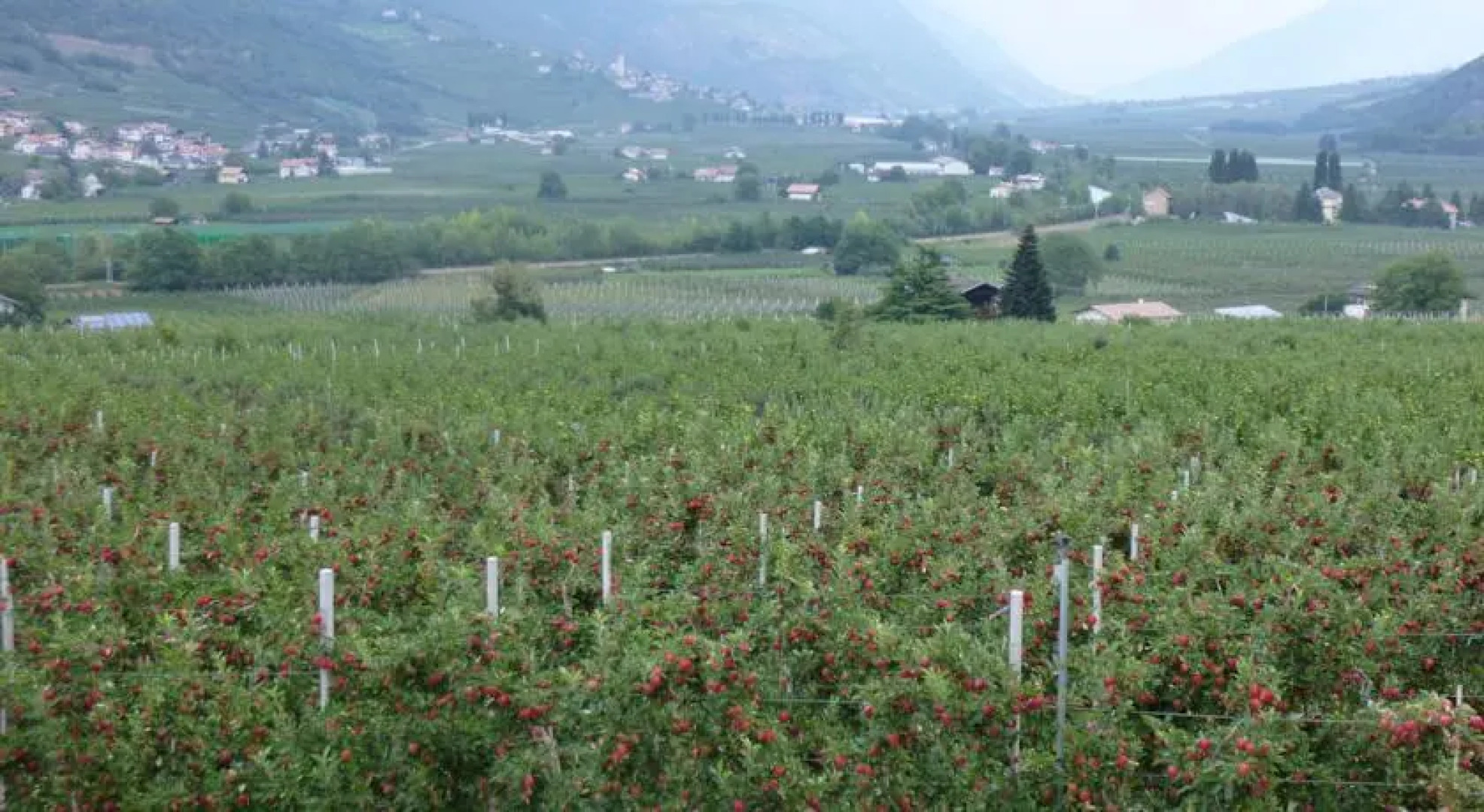 Garni Appartements Feldhof