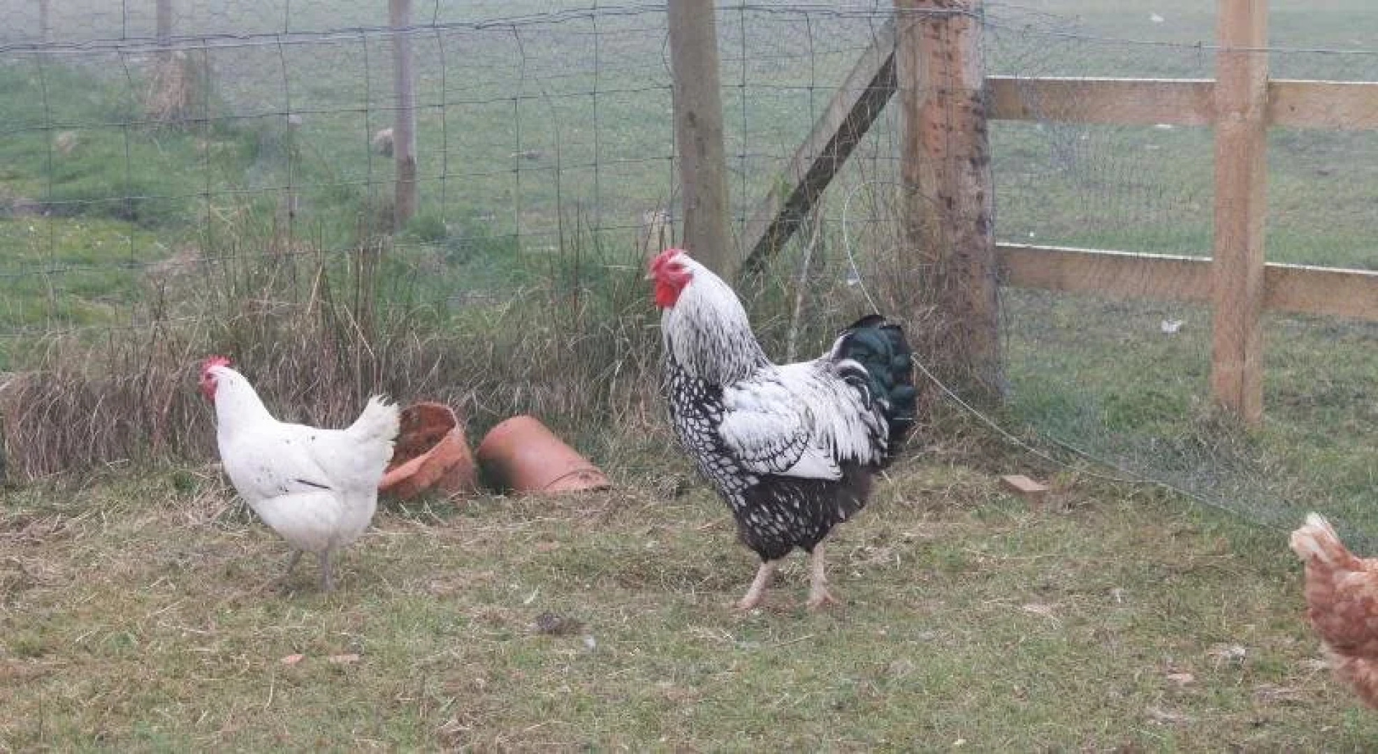 Ach Na Sidhe Bed  Breakfast