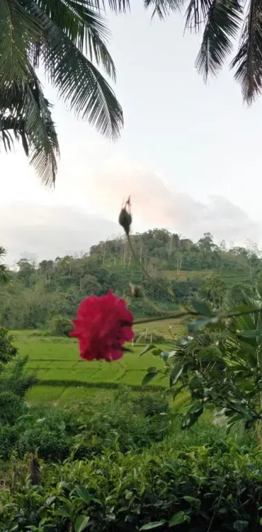 Rainforest Holiday Inn