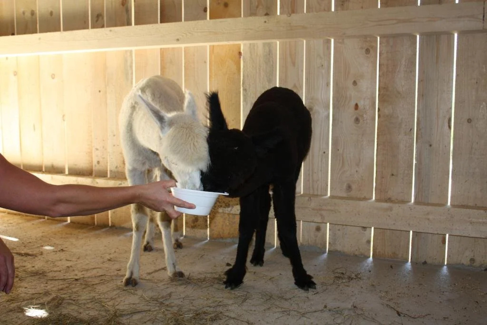 Ferienwohnungen Schloss Wasserleonburg