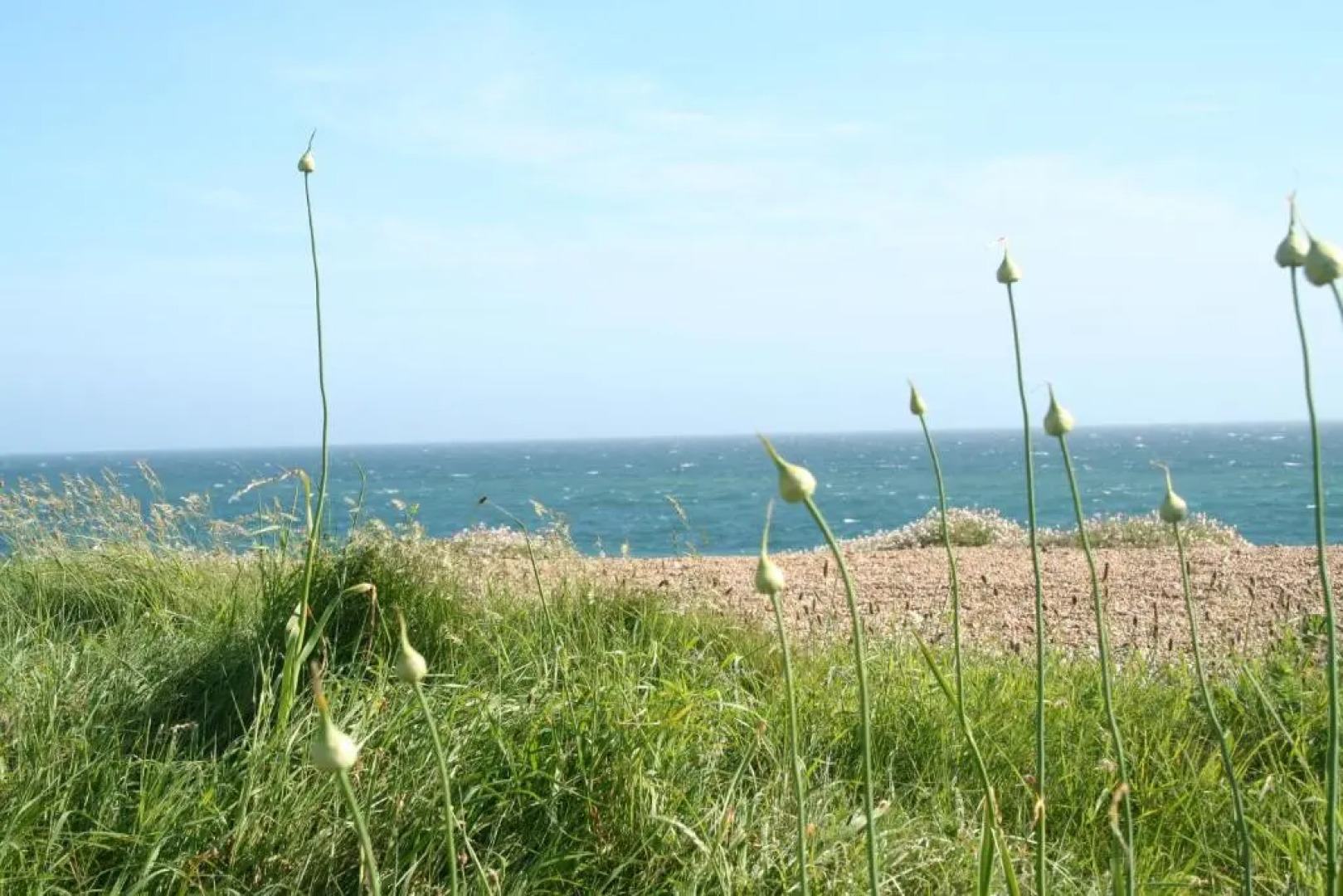 The Cottage Abbotsbury