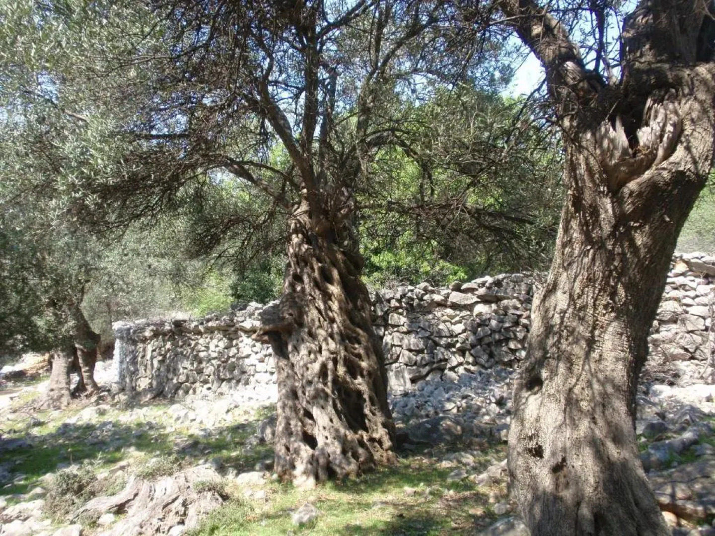 Apartments Ivan - 15 m from beach