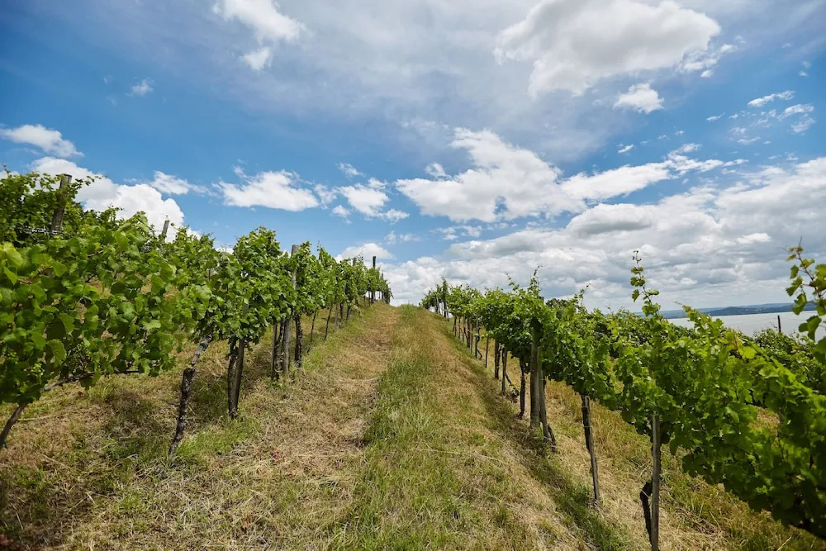 Villa Patzay Borhotel