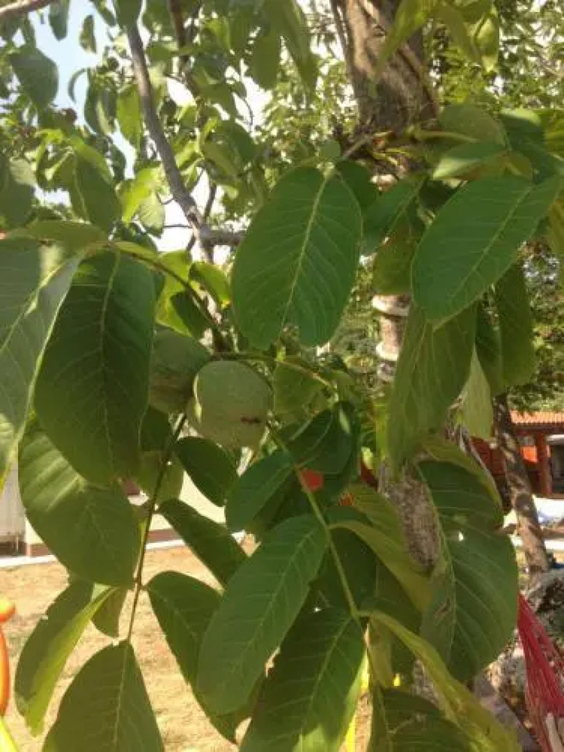 Apartment Kalina Hills