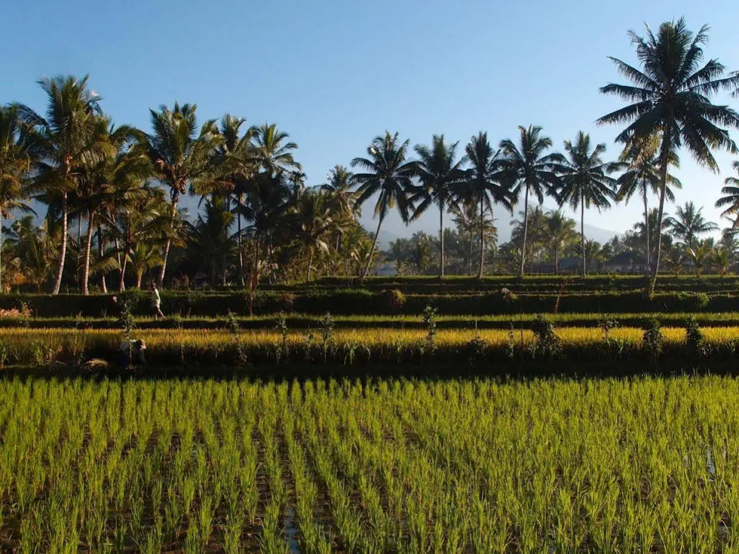 Les Rizieres Lombok - Tetebatu