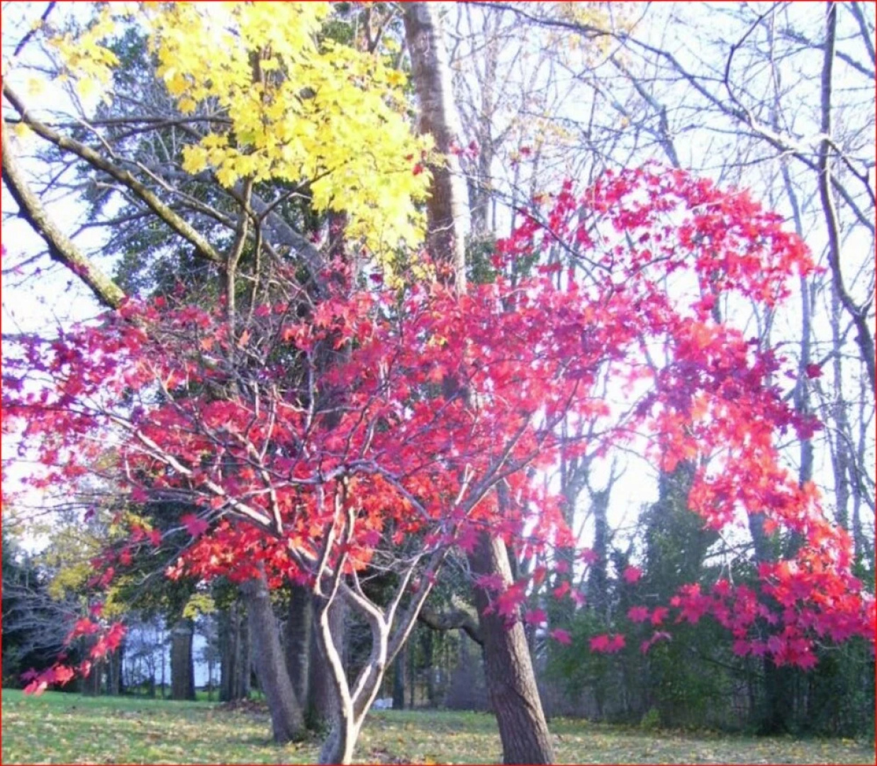 The Cedars Bed and Breakfast