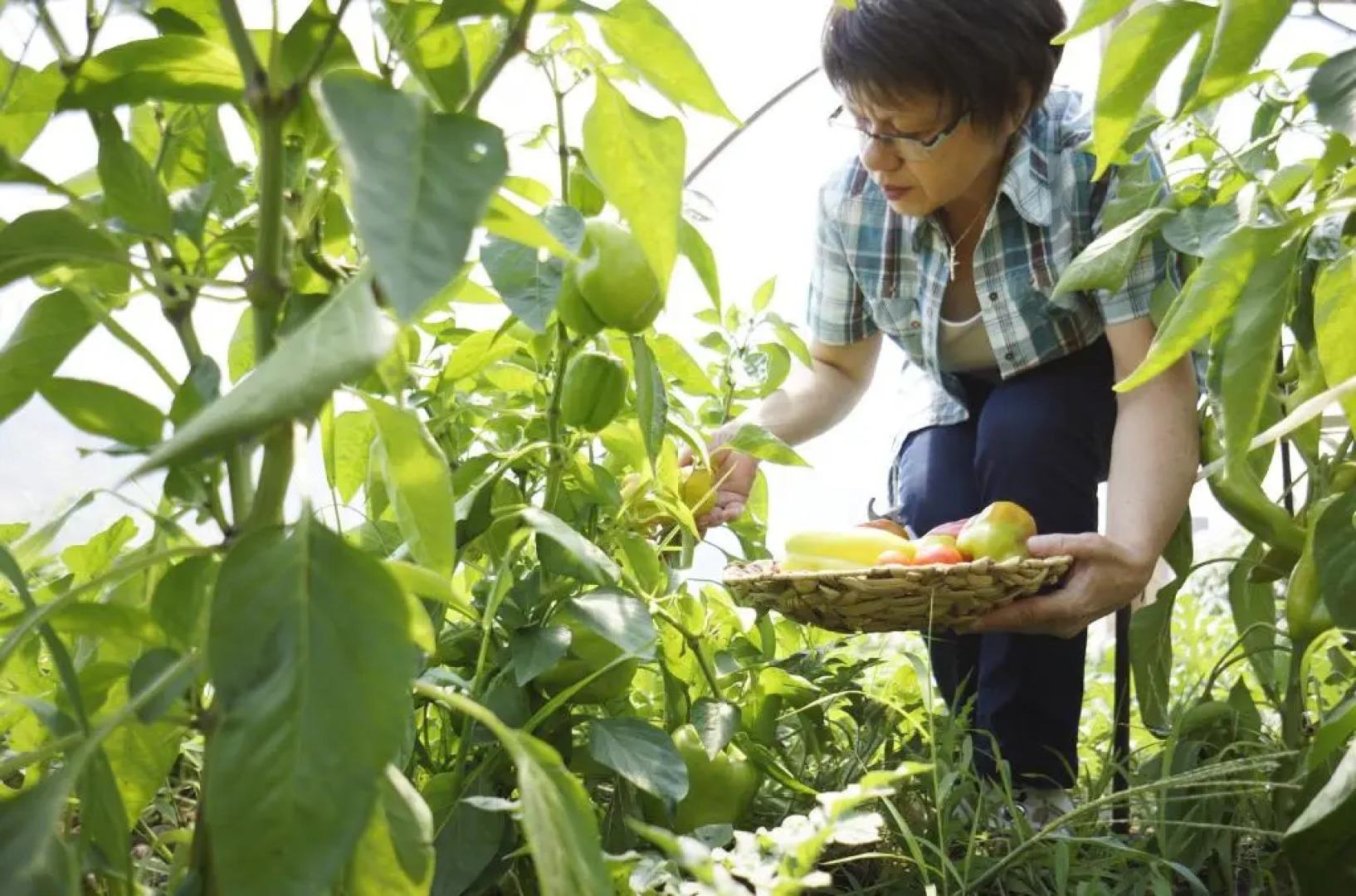 Weingut Gästehaus Nationalparkhof Gartner