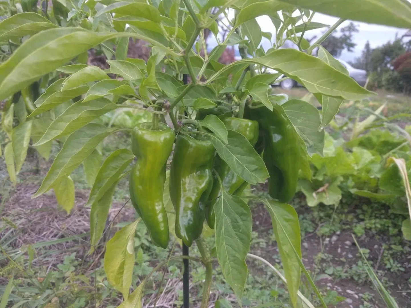 Tomo's hut in Japanese old style
