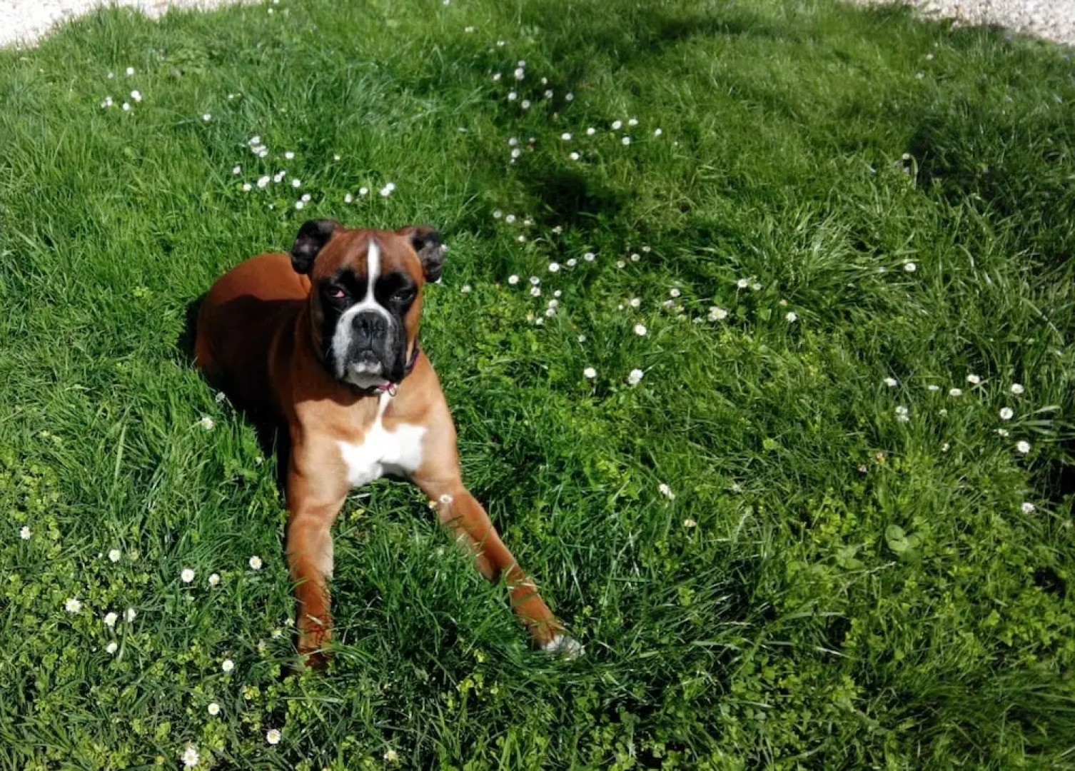 Chambre d'Hôtes Le Clos de Gémozac