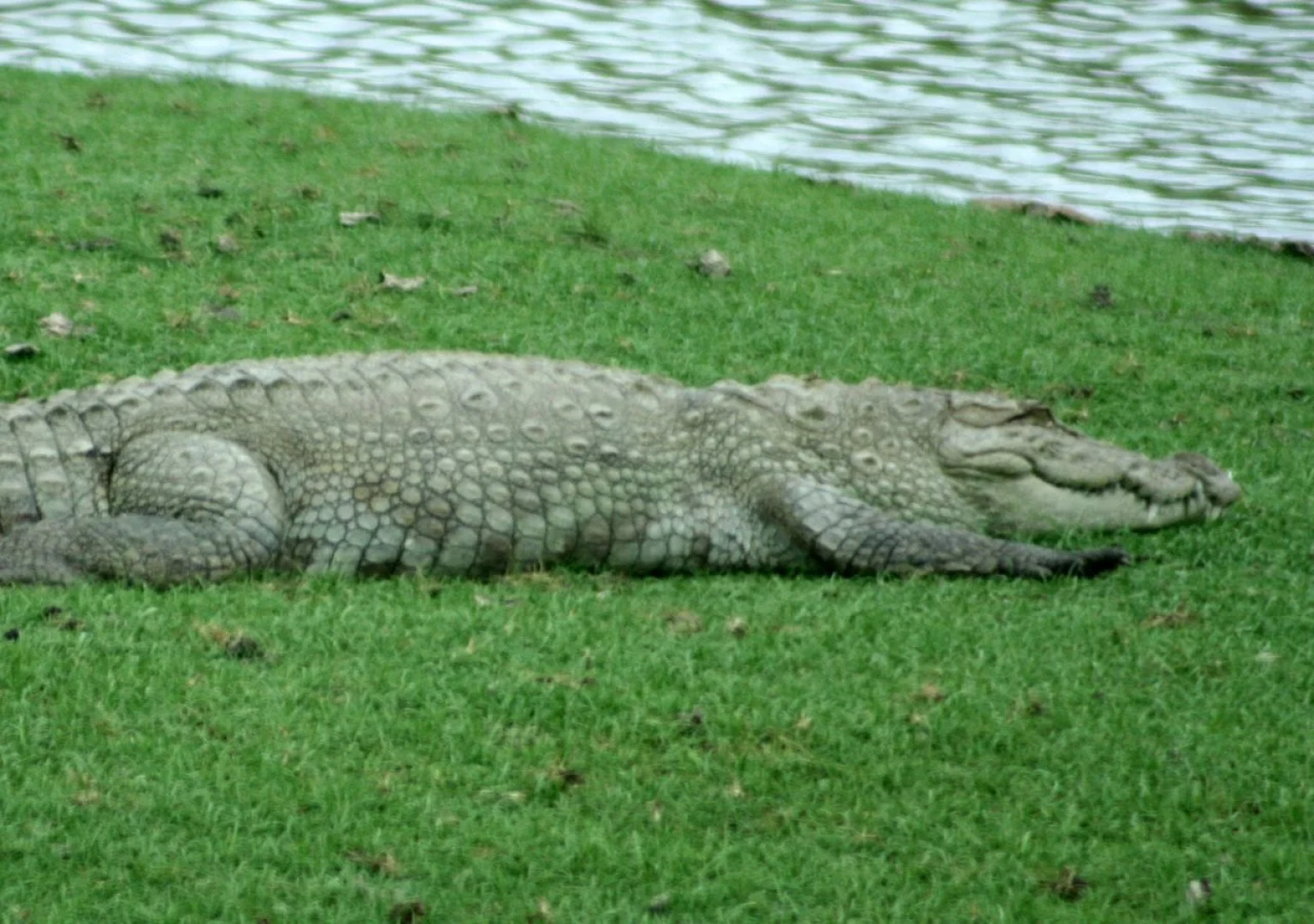 Explorer by Eco Team - Bundala