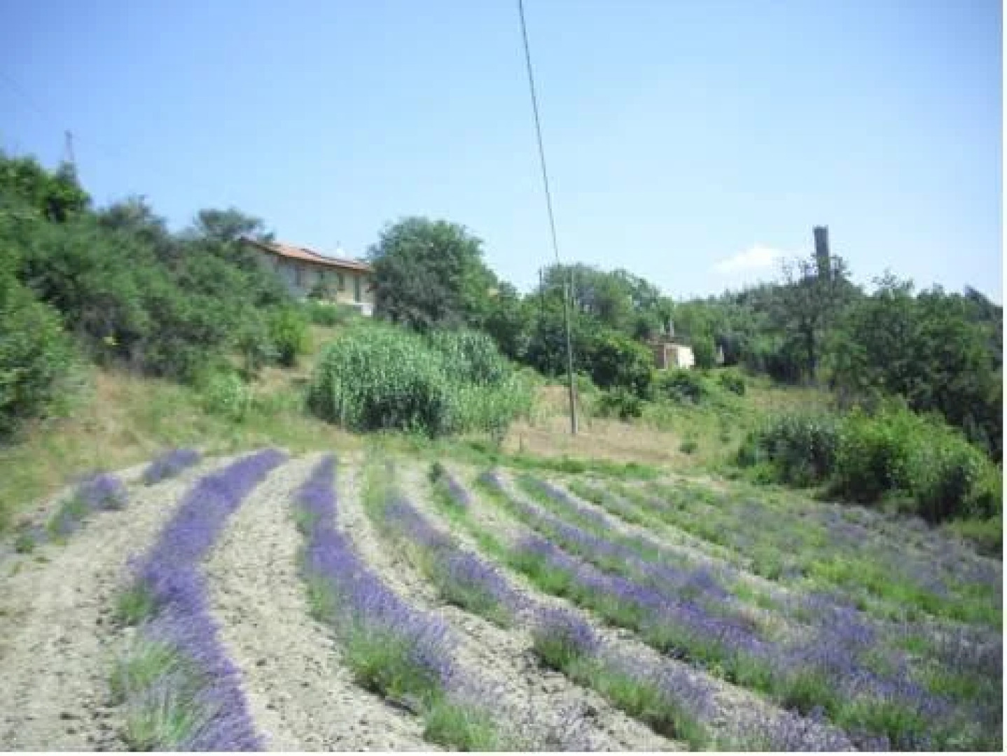 Agriturismo Verdita