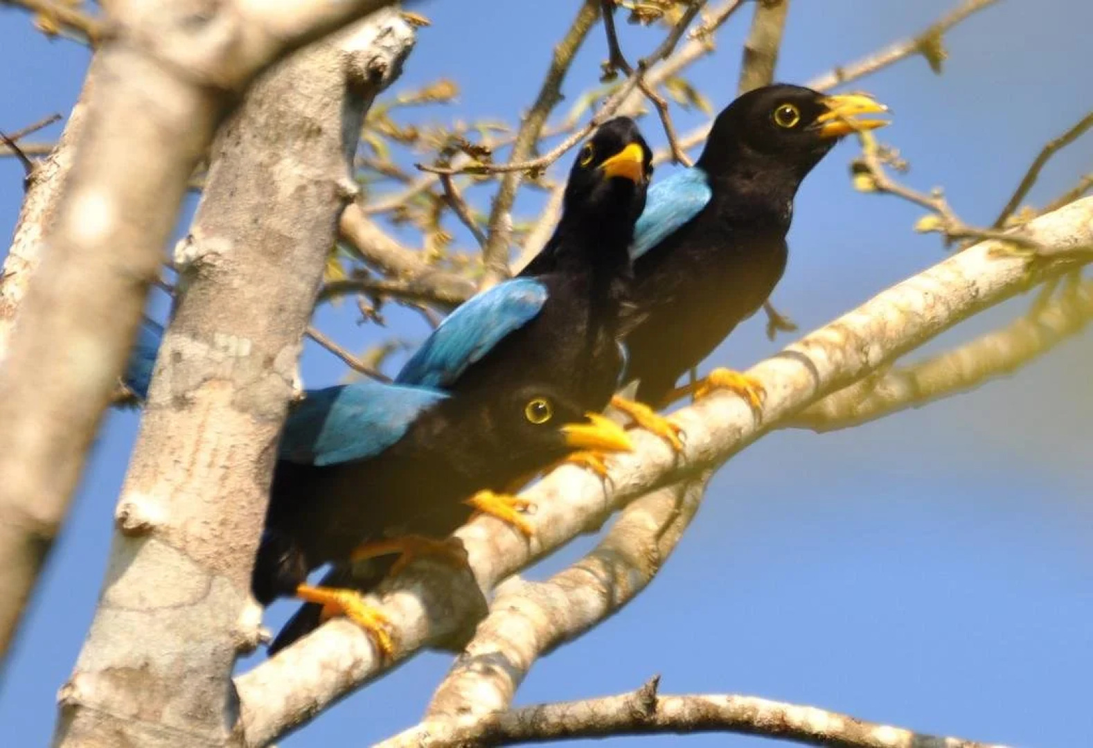 Jolie Jungle Eco Hotel