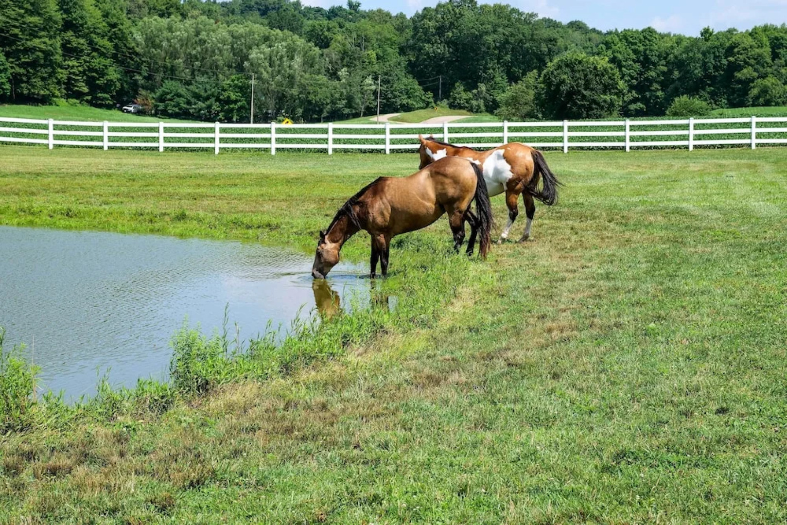 Renovated Bunkhouse on 12-acre Horse Farm!