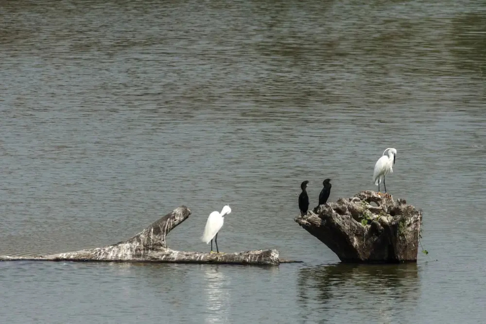 The Riverwood Forest Retreat - Dooars